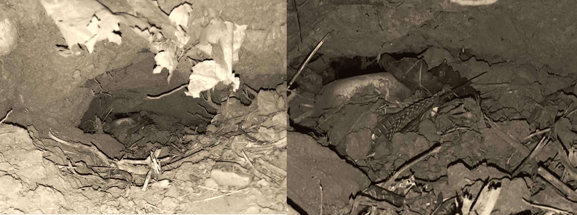 Part of snake’s scale after its shedding, inside a hole which dug by a badger.png